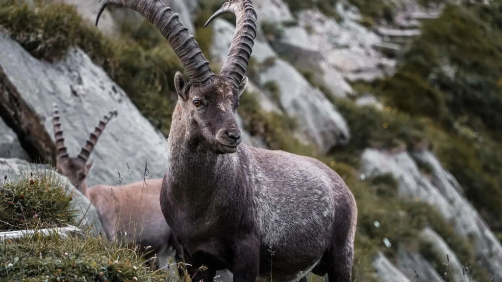 Astrologie-Steinbock8