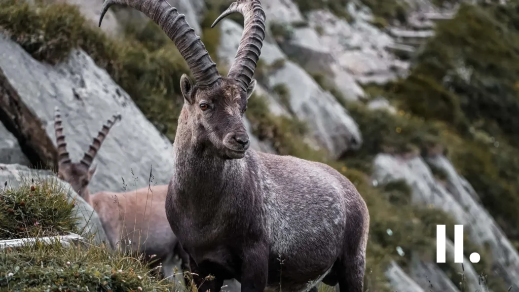 Astrologie-Steinbock